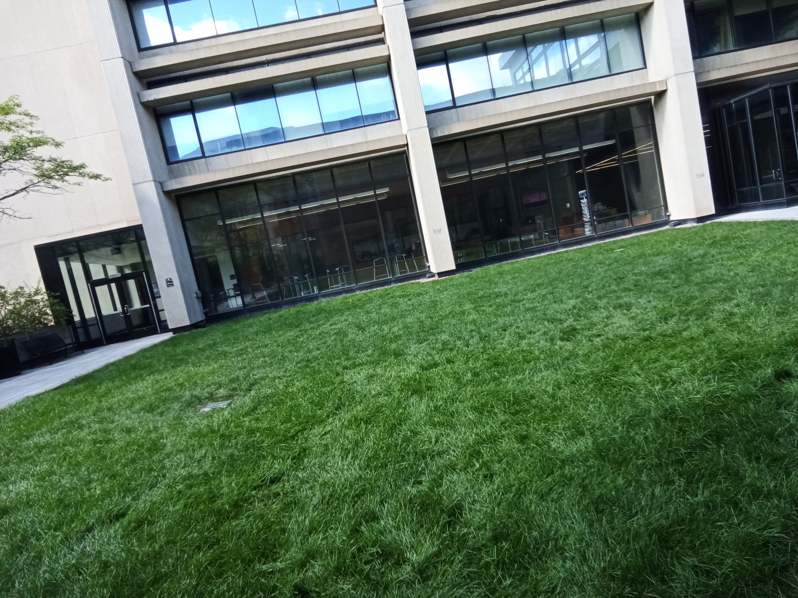 Photo of a rain garden that absorbes the water to make plants grow.