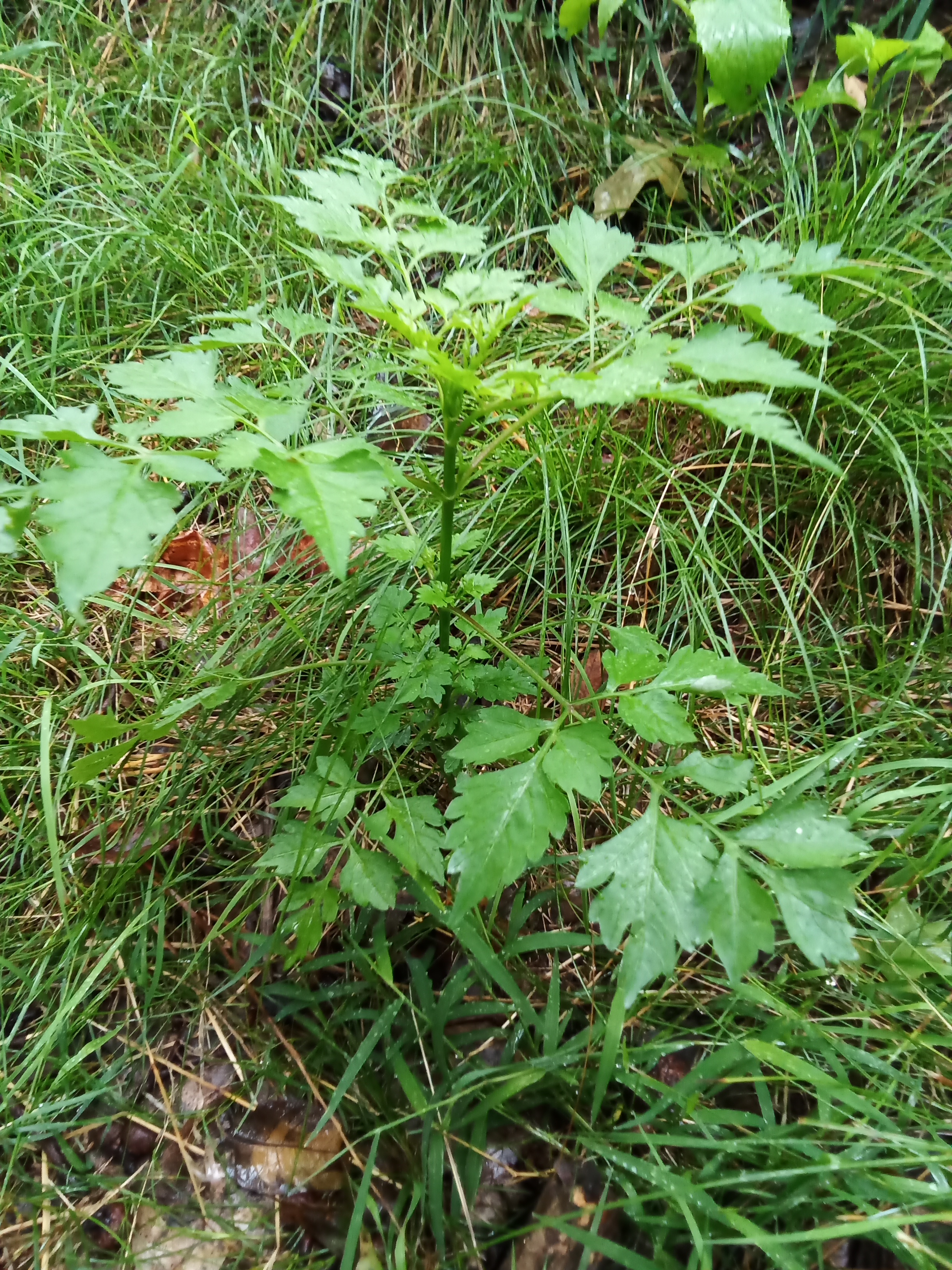 Gathering Herbs in a Finnish Field