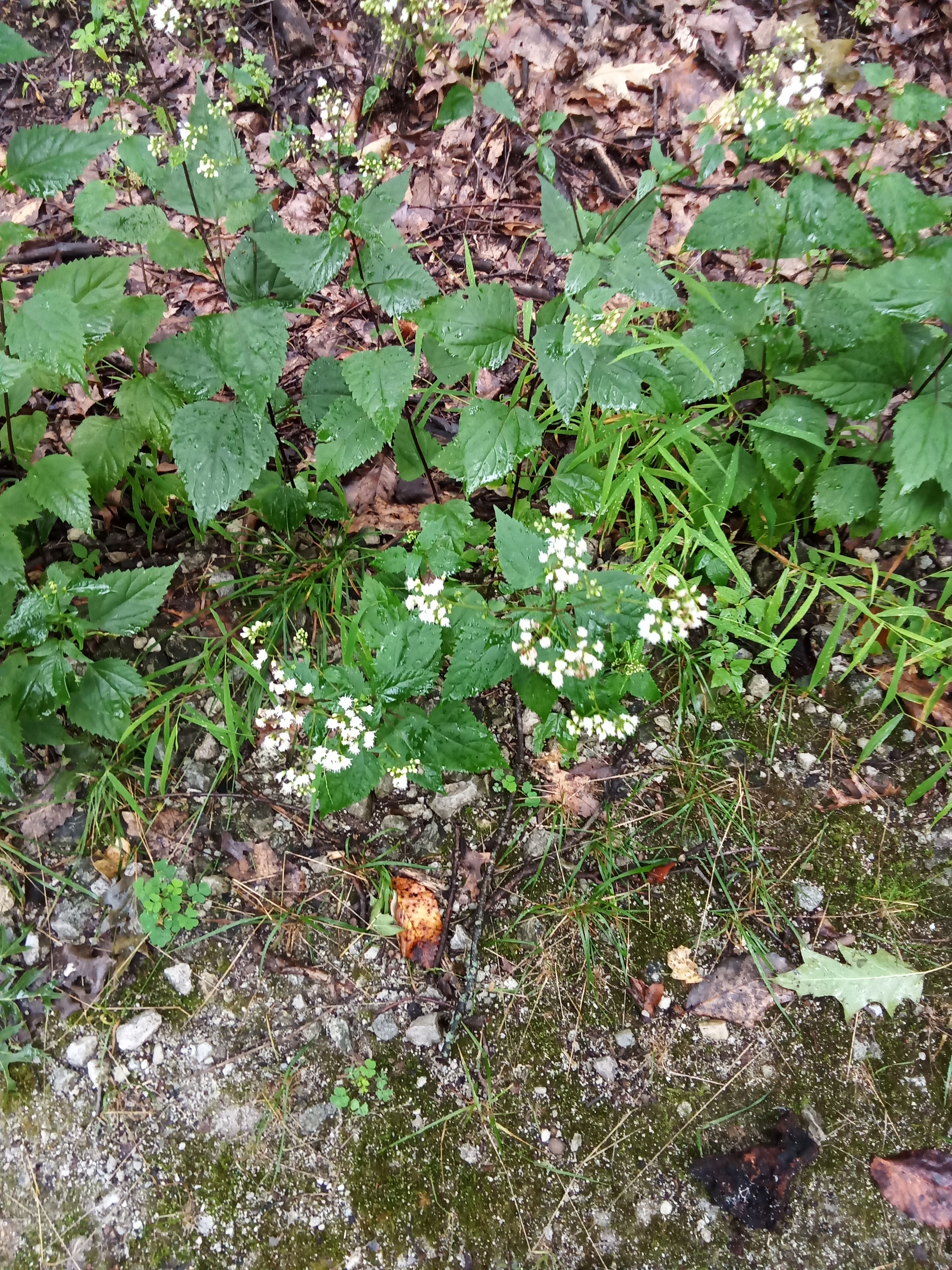 Gathering Herbs in a Finnish Field