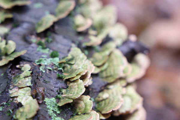 cracked cap mushrooms