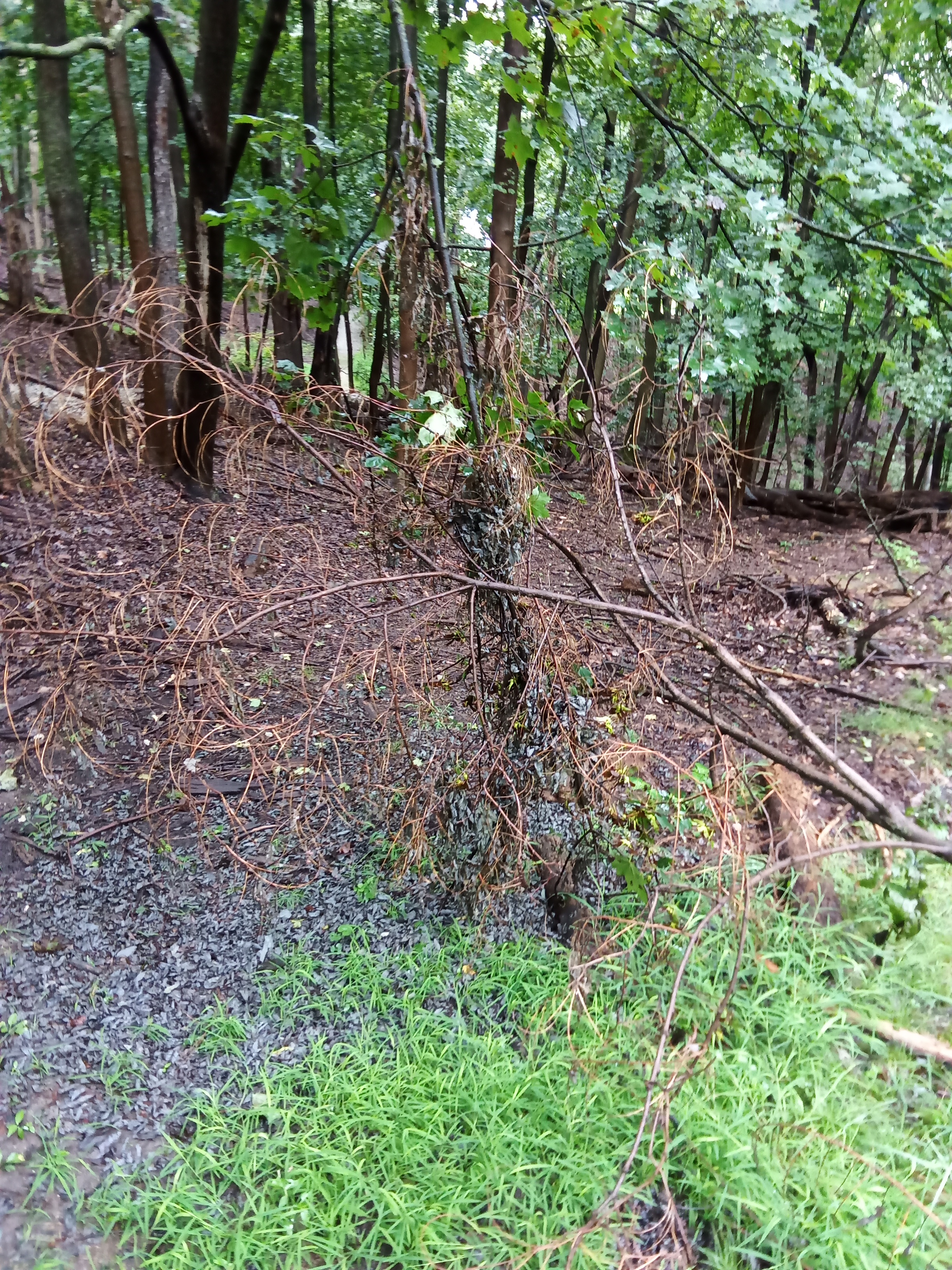 Gathering Herbs in a Finnish Field