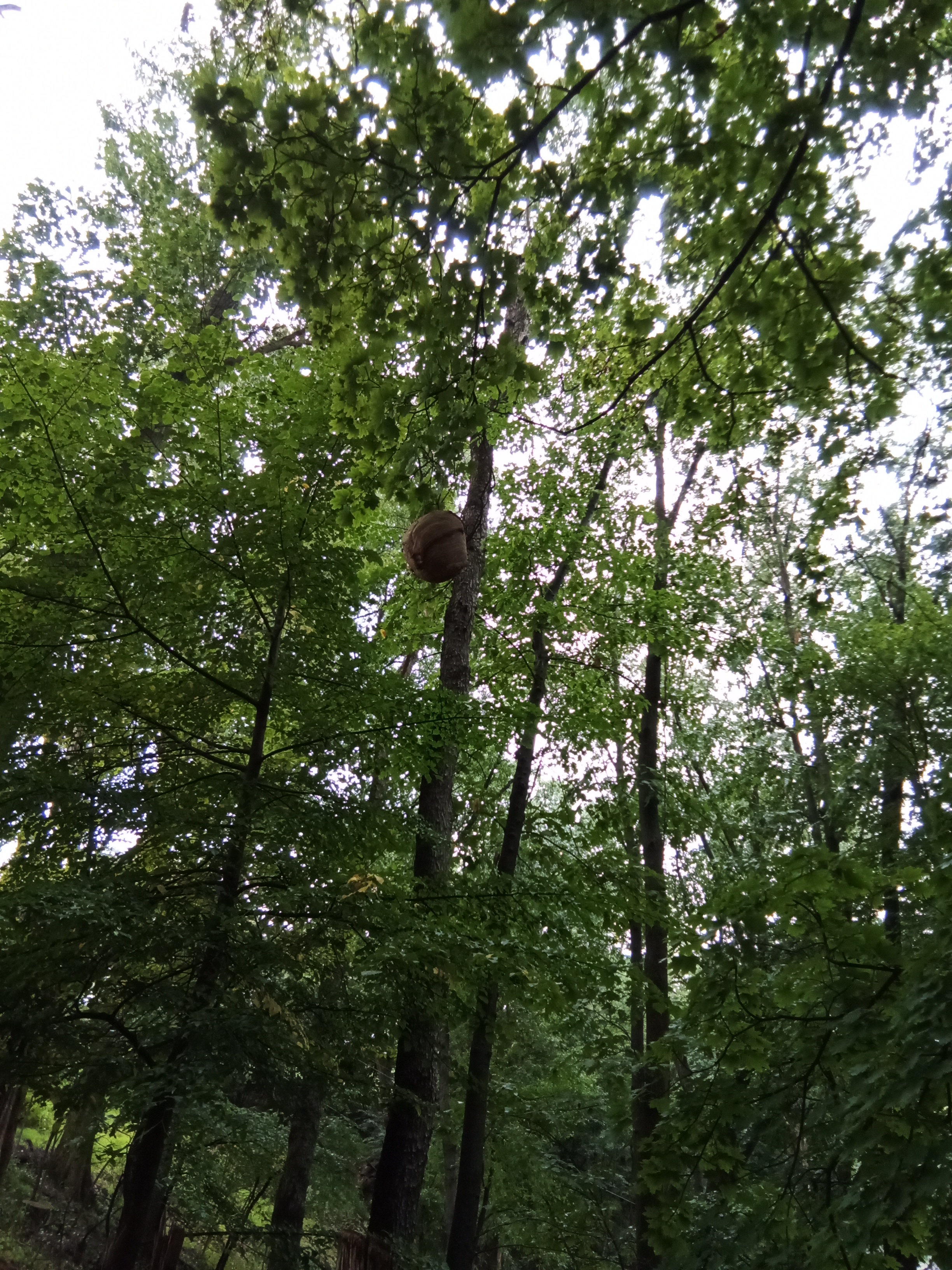 Gathering Herbs in a Finnish Field